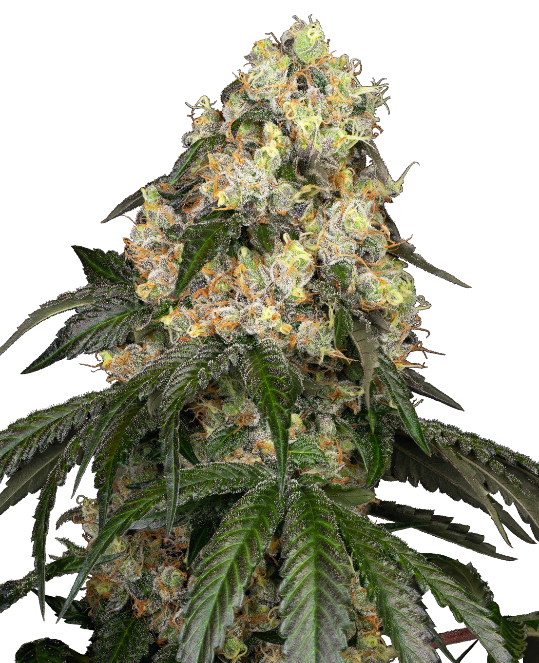 White Biscotti OG XXL Feminized